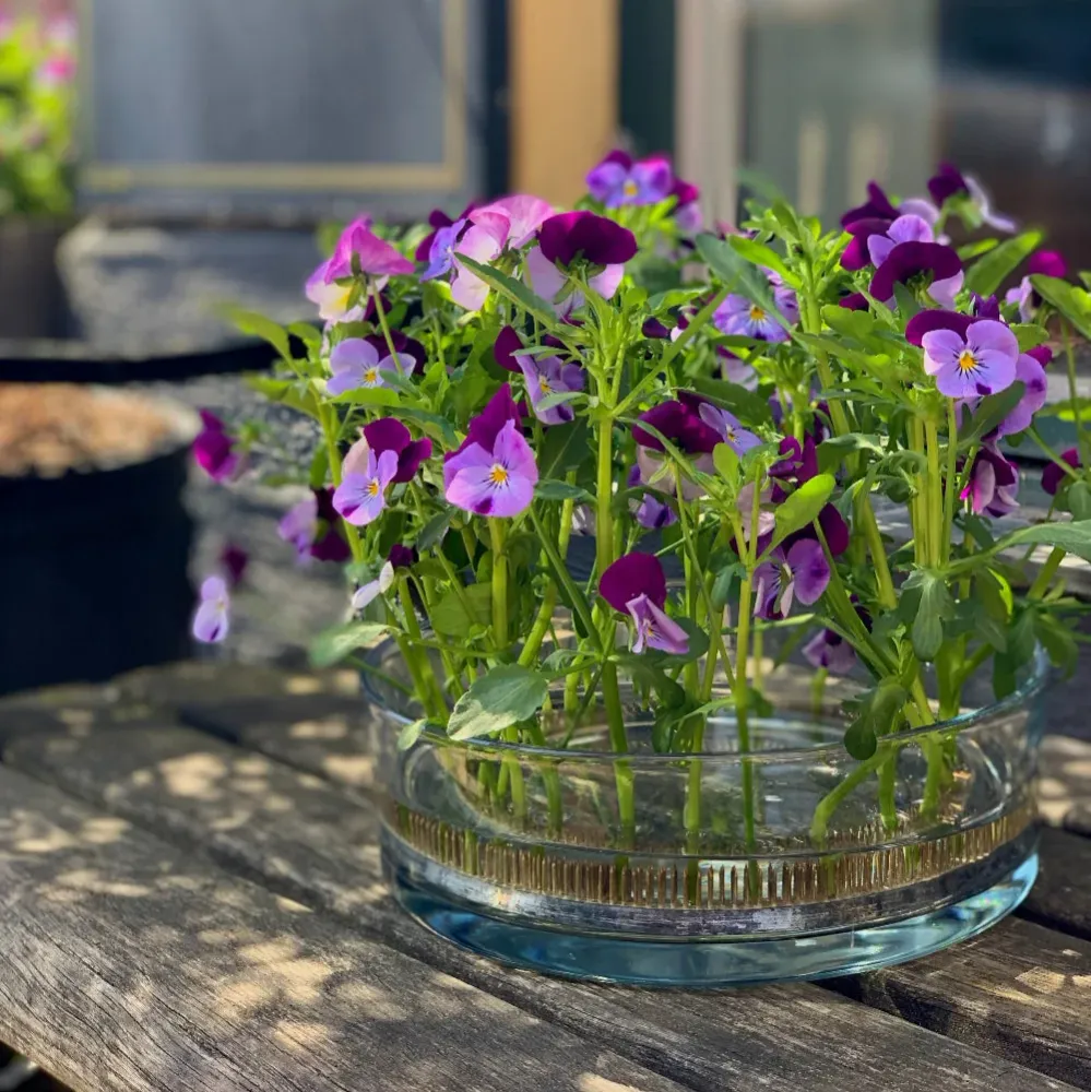 Blomsterfakir " Ring" 12 cm med vase