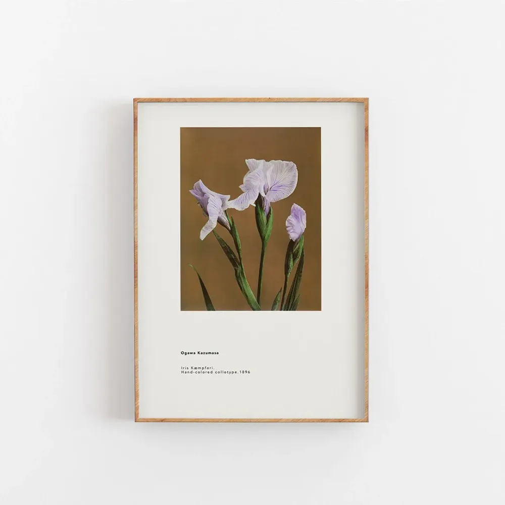 Plakat Iris Kaempferi 30x40 cm