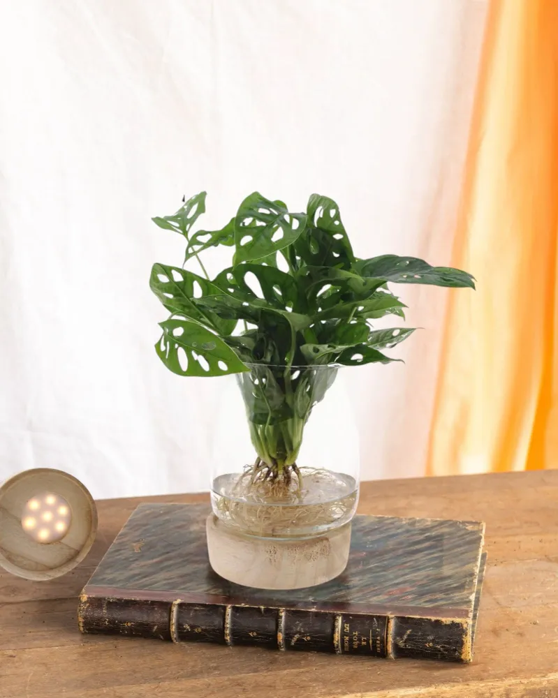 Monstera vase og led base
