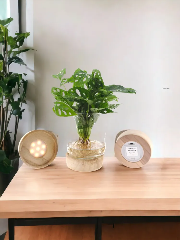 Monstera vase og led base