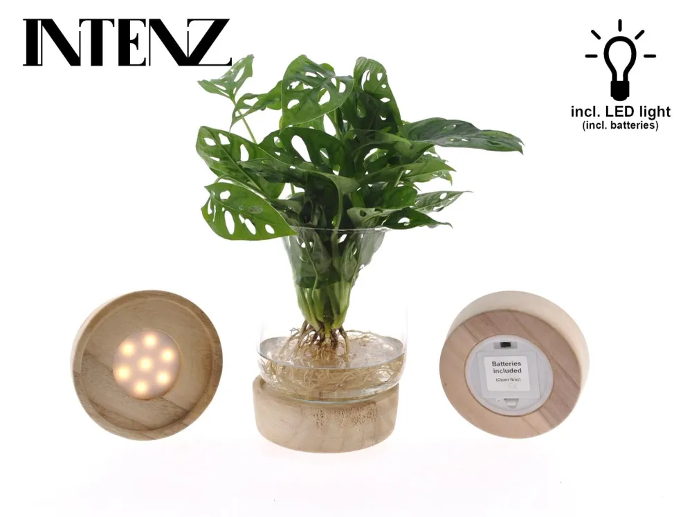 Monstera vase og led base