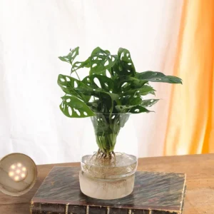 Monstera vase og led base