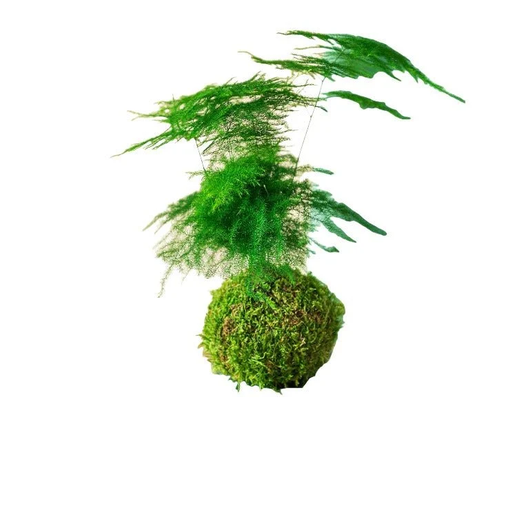 Kokedama - Asparges